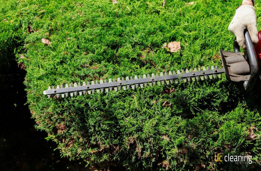 Prepare Your Garden for Hedge Trimming